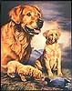 Joanne Graham -Golden Experience- Tin Sign