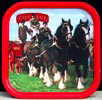 John Courage Horse Bar Tray
